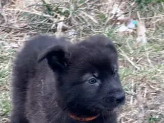 German Shepherd dogs German Shepherd Puppy 3 - Ad 34