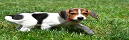Beagle dogs for sale: Piper - Ad 10