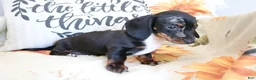 Miniature Dachshund dogs for sale: Dixie - Ad 4