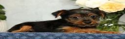 Yorkshire Terrier dogs for sale: Nolan - Ad 4