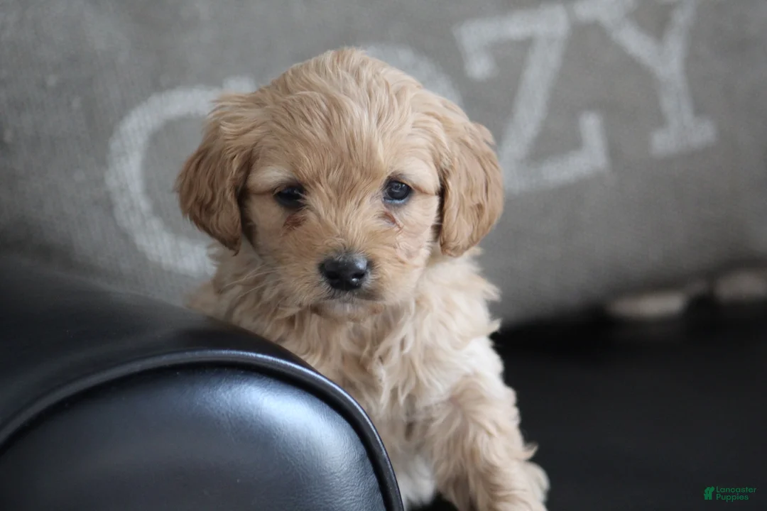 Cockapoo dogs for sale: Kia - Ad 1