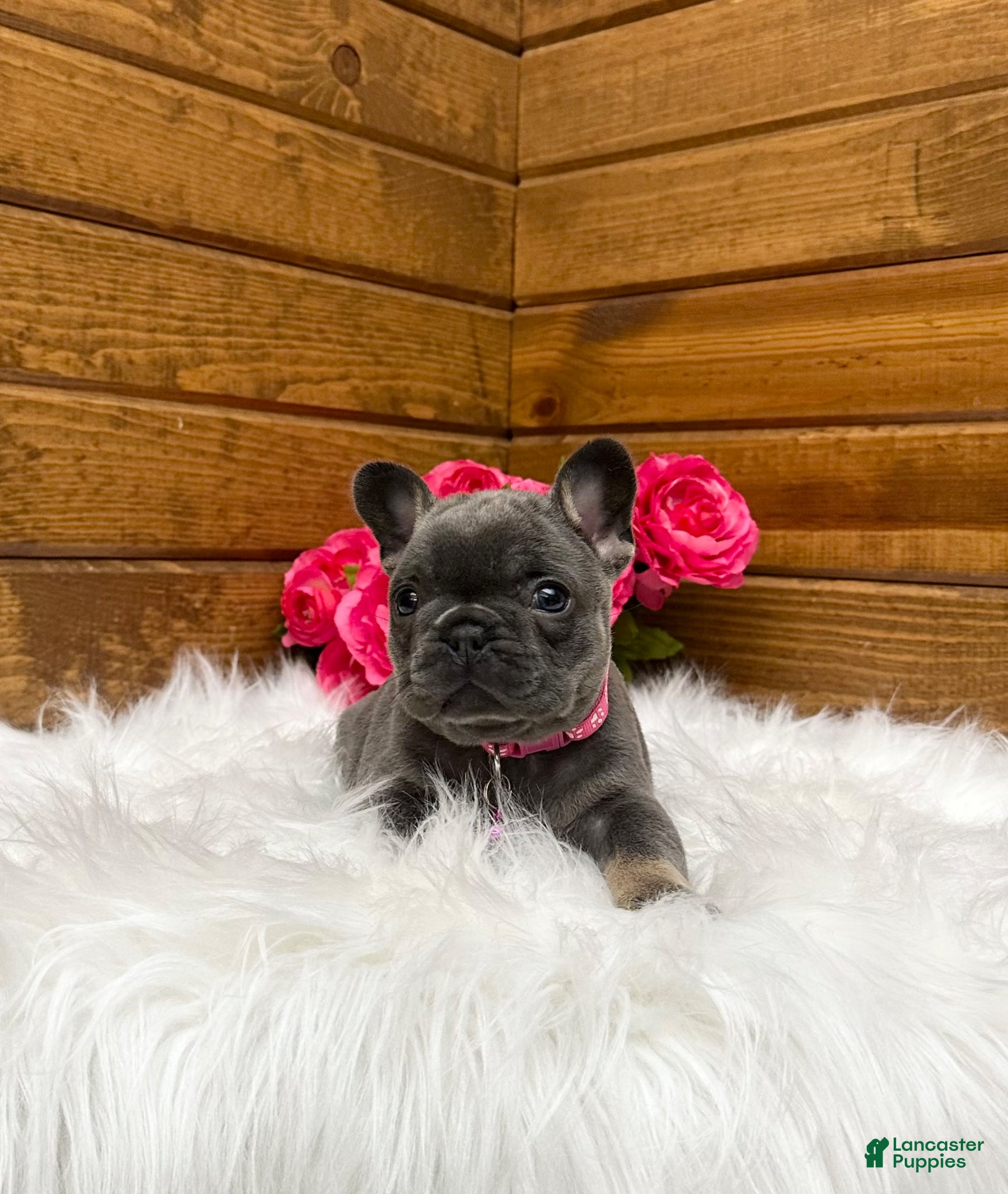 French Bulldog dogs Sena - Ad 2