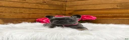 French Bulldog dogs for sale: Sena - Ad 2