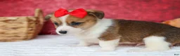 Welsh Corgi Pembroke dogs for sale:   Arlo💙 - Ad 12