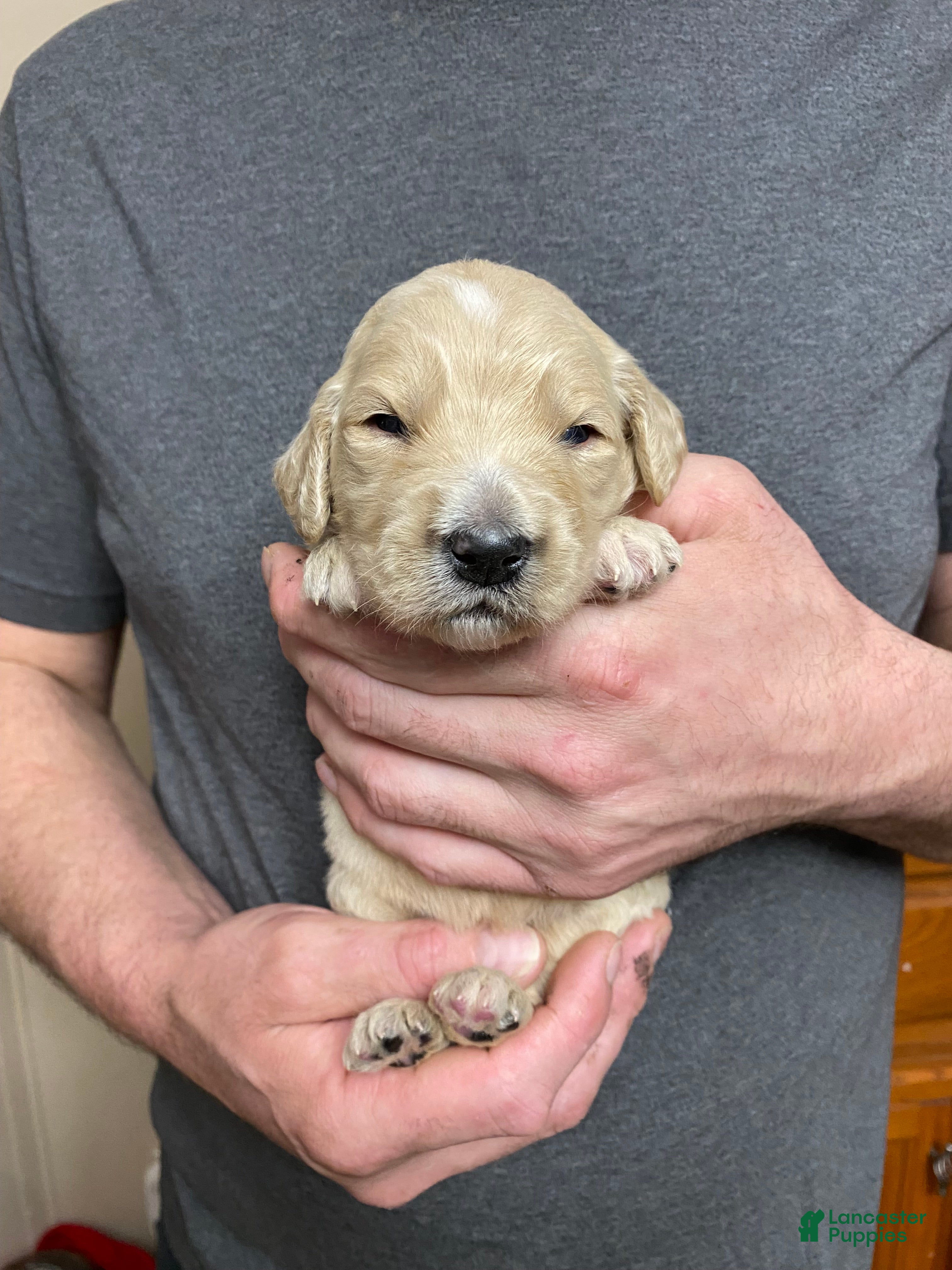 Goldendoodle dogs Goldendoodle Puppy 5 - Ad 29