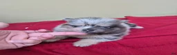 Pomeranian dogs for sale: Pomeranian 1 - Ad 3