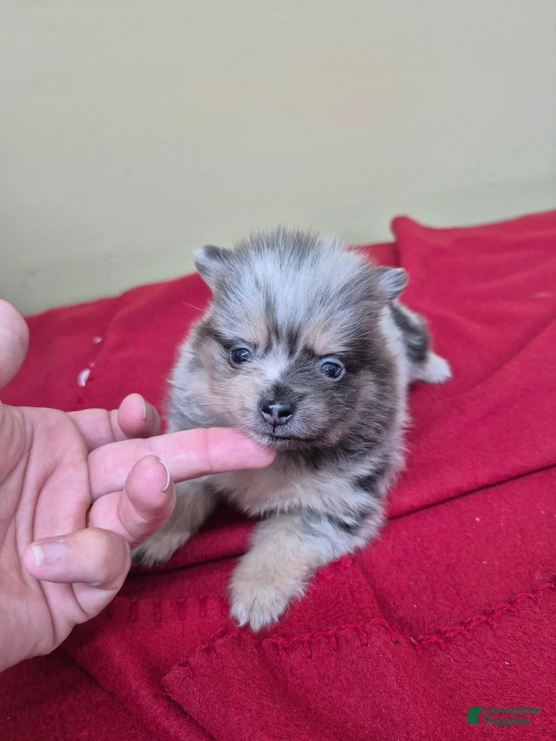 Pomeranian dogs for sale: Pomeranian 1 - Ad 3