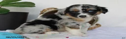 Miniature Australian Shepherd dogs for sale: Princeton - Ad 3