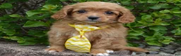 Cavapoo dogs for sale: Charlie - Ad 12