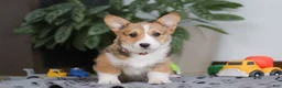 Welsh Corgi Pembroke dogs for sale: Hope - Ad 2