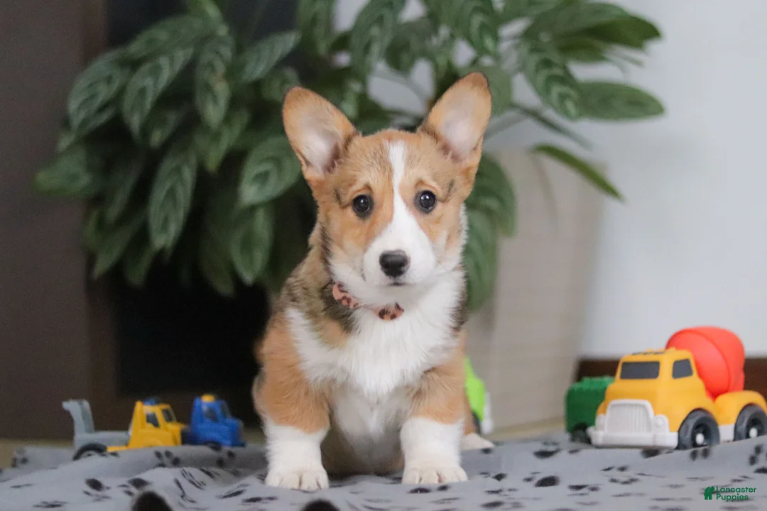 Welsh Corgi Pembroke dogs for sale: Hope - Ad 2