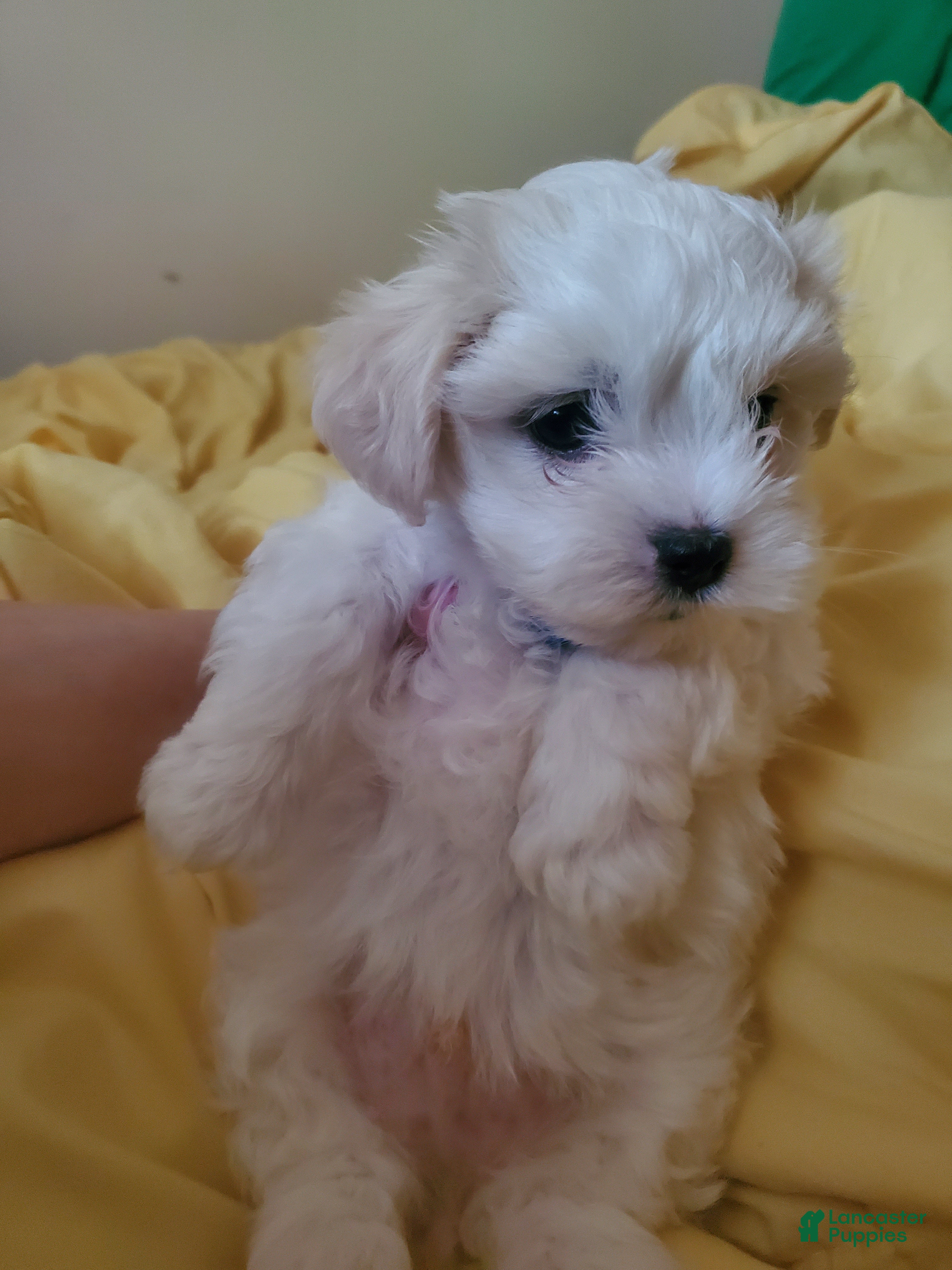 Maltese dogs Moses - Ad 39