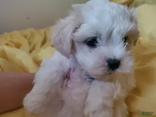 Maltese dogs Moses - Ad 39