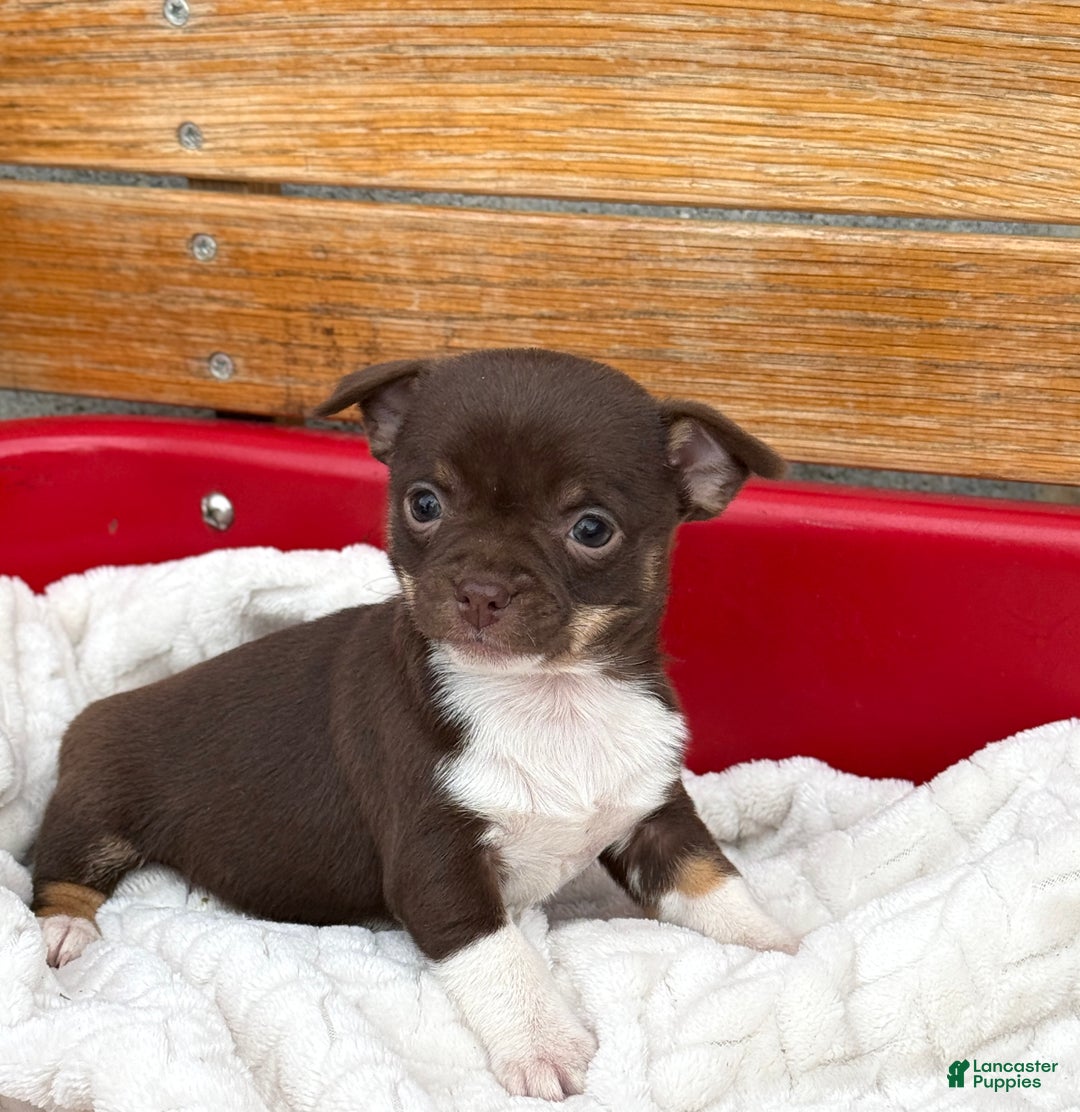 Chihuahua dogs for sale: Cozy - Ad 3