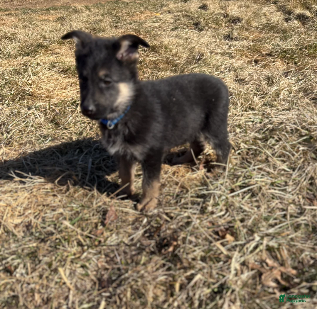 German Shepherd dogs for sale: Blue Collar Make 12-30 - Ad 2