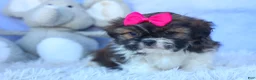 Shih Tzu dogs for sale: STELLA - Ad 12