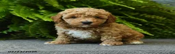 Miniature Poodle dogs for sale: Biscuit - Ad 4