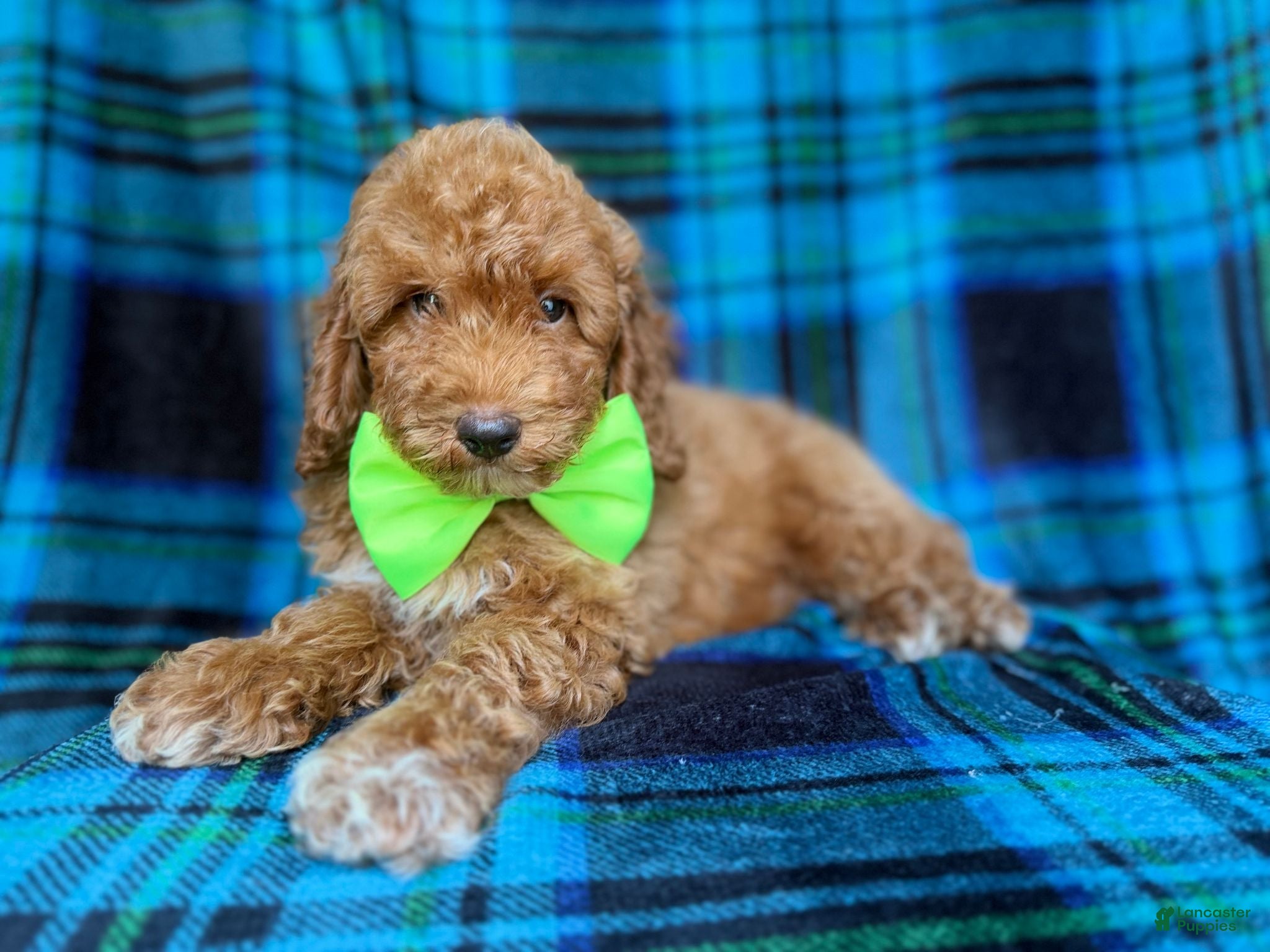 Miniature Poodle dogs Simba - Ad 7