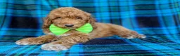 Miniature Poodle dogs for sale: Simba - Ad 1