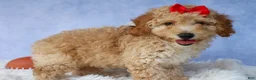 Miniature Poodle dogs for sale: WAYLON - Ad 13