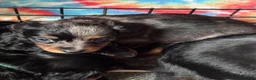 Miniature Dachshund dogs for sale: Daisy - Ad 6