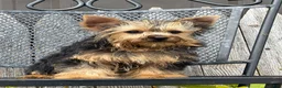 Yorkshire Terrier dogs for sale: Nicole Yorkshire Terrier  - Ad 17