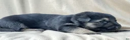 German Shepherd dogs for sale: Ranger - Ad 11