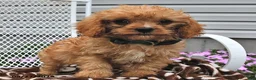 Cavapoo dogs for sale: Calvin - Ad 3