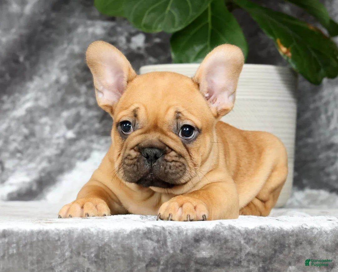 French Bulldog dogs for sale: Benji - Ad 2