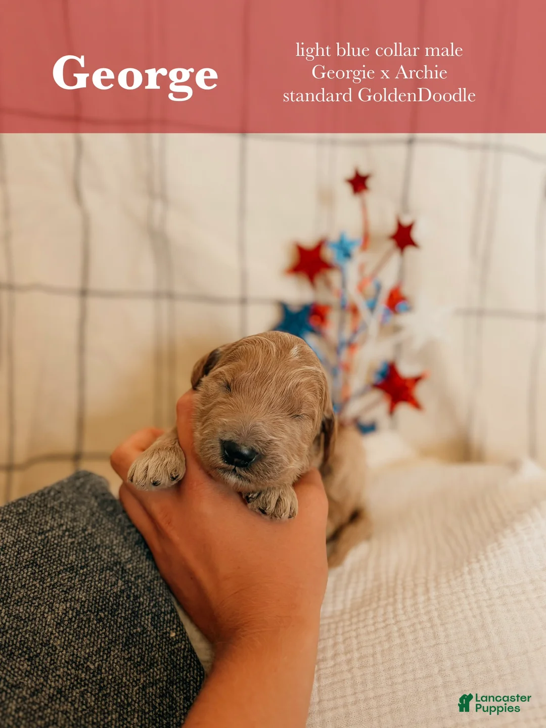 Goldendoodle dogs for sale: George - Ad 1