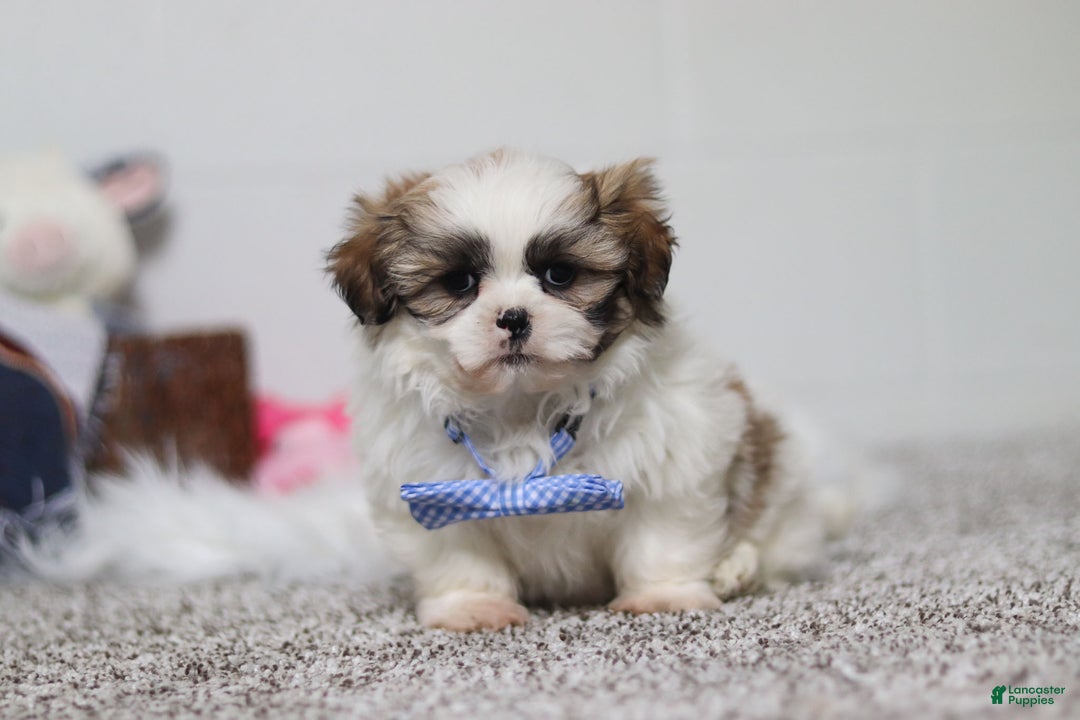 Shih Tzu dogs for sale: Milo - Ad 1