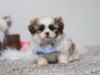 Shih Tzu dogs Milo - Ad 10