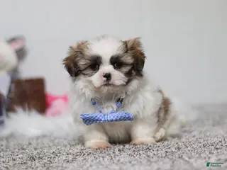 Shih Tzu dogs Milo - Ad 13