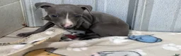 Italian Greyhound dogs for sale: Andy - Ad 8