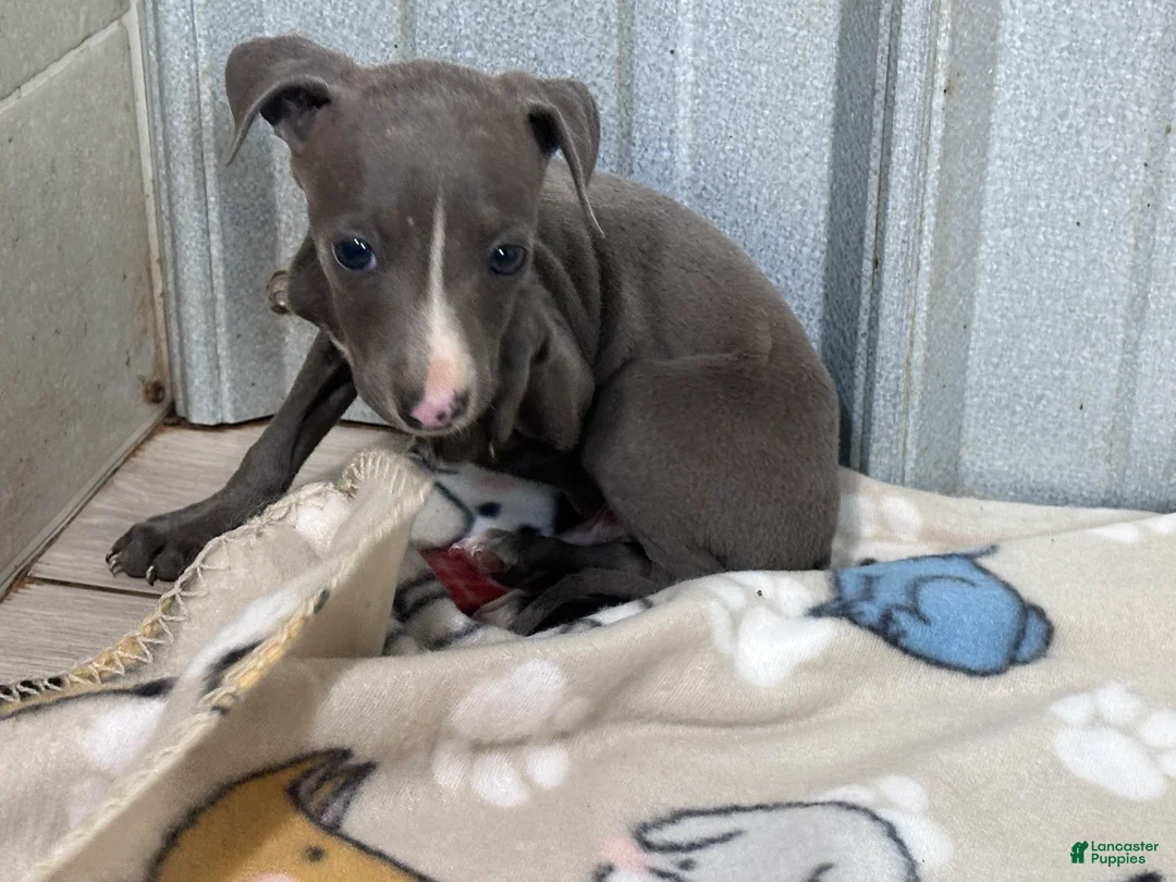 Italian Greyhound dogs for sale: Andy - Ad 8