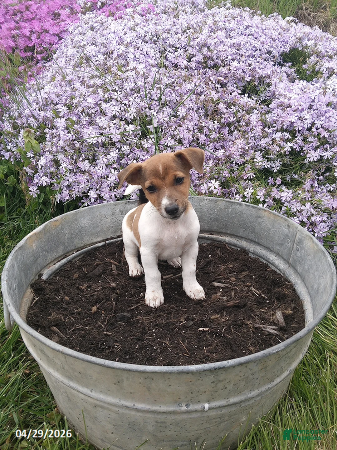 Jack Russell Terrier dogs for sale: Teeter - Ad 1