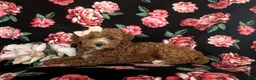 Cockapoo dogs for sale: Noreen Hypoallergenic - Ad 4