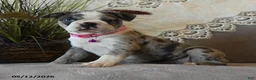 Boston Terrier dogs for sale: Paisley - Ad 1