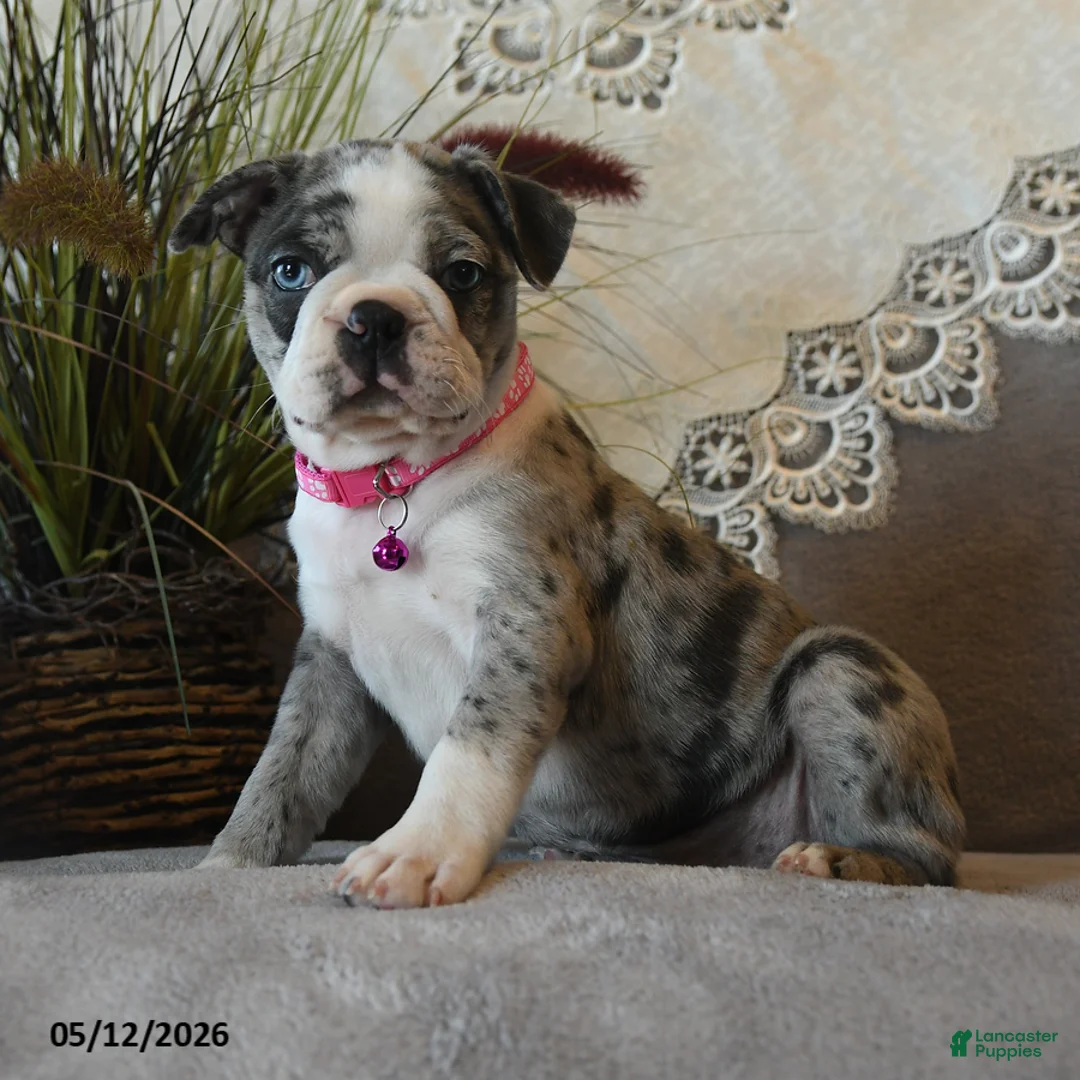 Boston Terrier dogs for sale: Paisley - Ad 1
