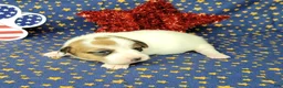 Jack Russell Terrier dogs for sale: CKC "Ripley" Delivery Available  - Ad 3