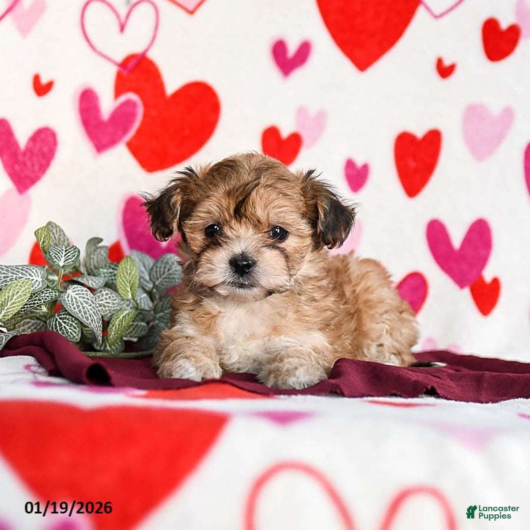 Yochon dogs for sale: Sunbeam - Ad 3