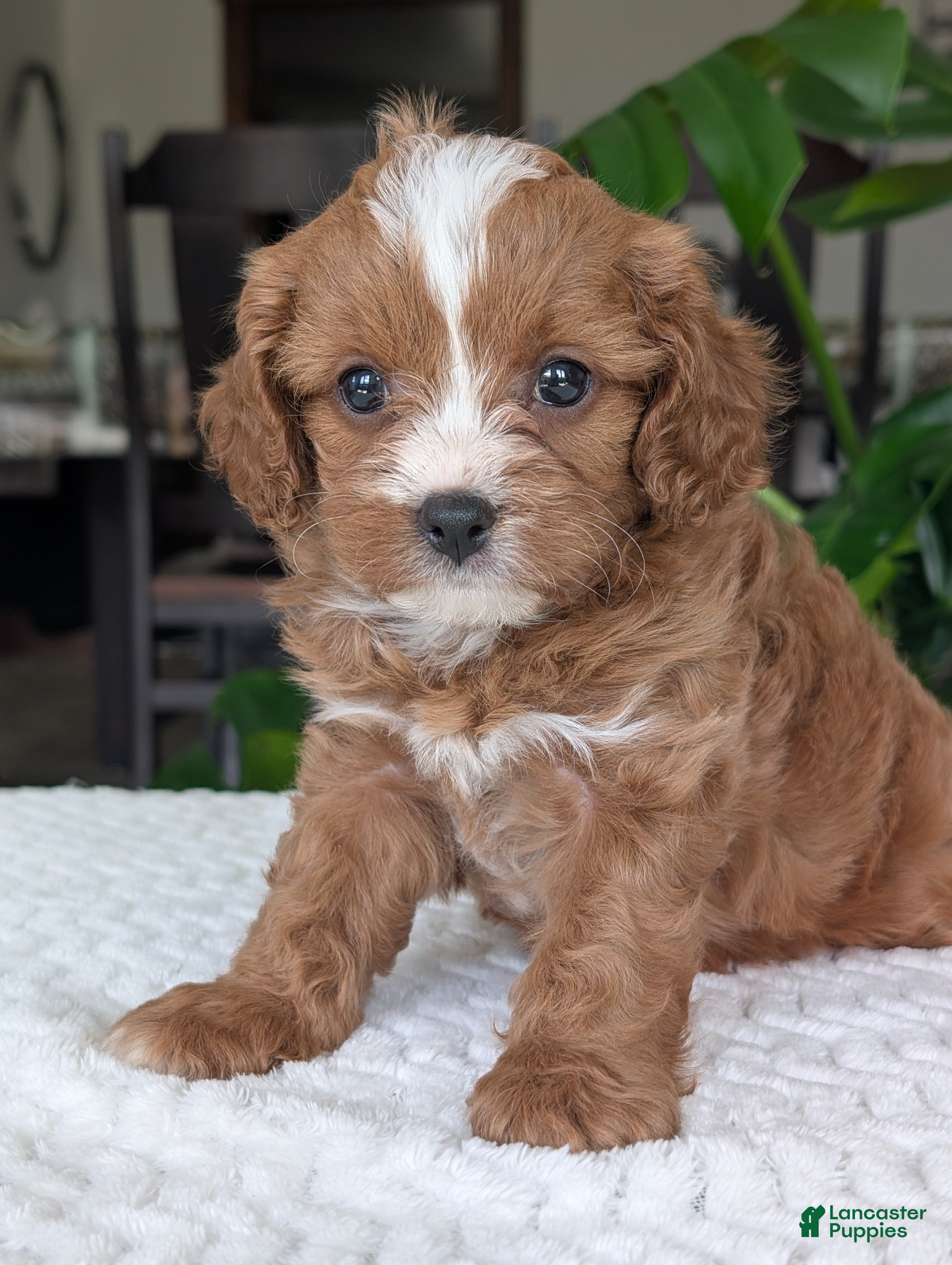 Cavapoo dogs Ginger - Ad 2