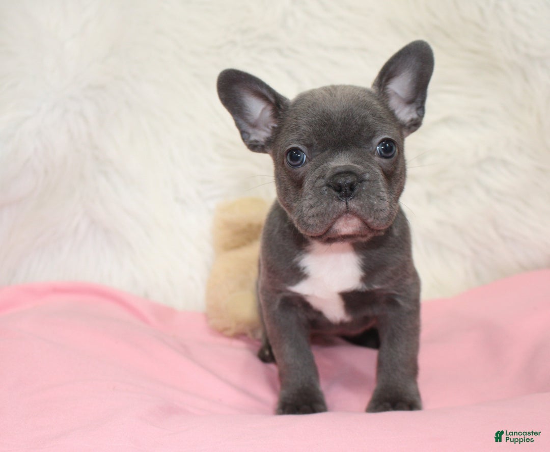 Mixed Breed dogs for sale: Beau - Ad 1