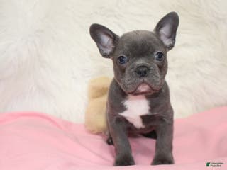 Mixed Breed dogs Beau - Ad 10