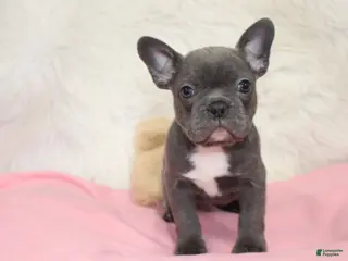 Mixed Breed dogs Beau - Ad 28