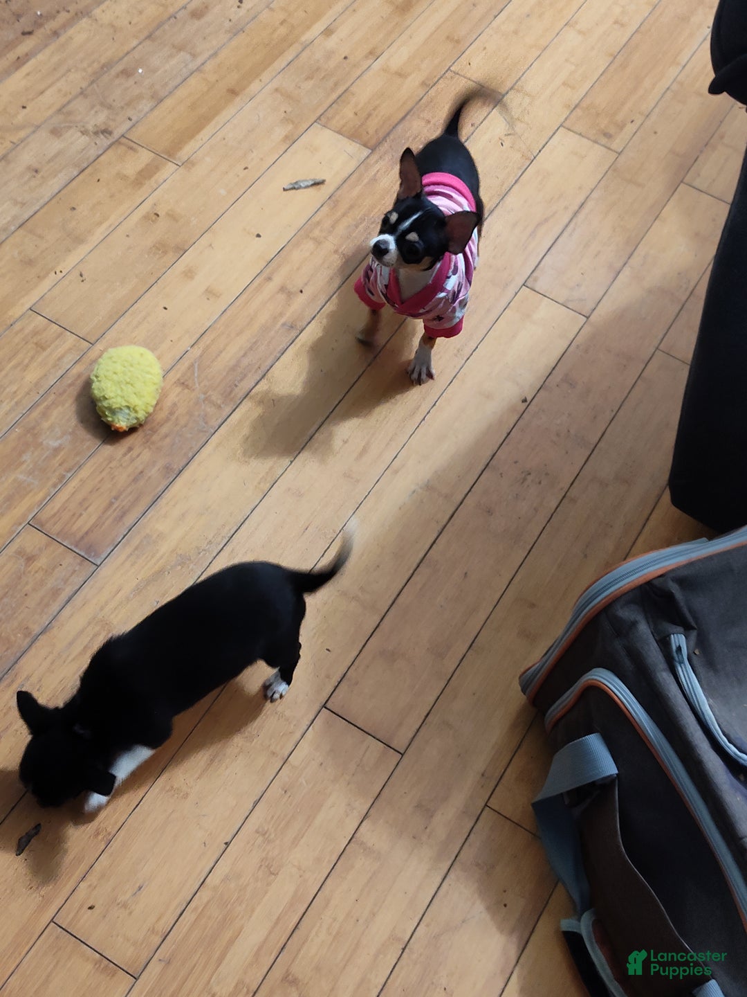 Gallery Image {{count}}