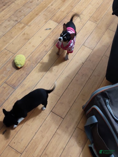 Gallery Image {{count}}