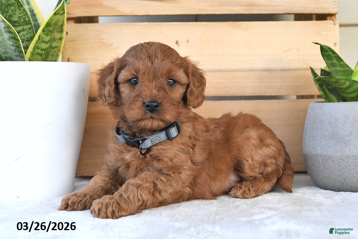 Cavapoo dogs Raliegh - Ad 2