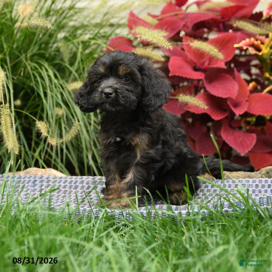 Cavapoo dogs Winston - Ad 2