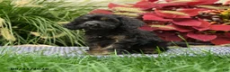 Cavapoo dogs for sale: Winston - Ad 2
